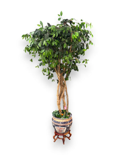 Ficus Tree in Pot - DeFrenS