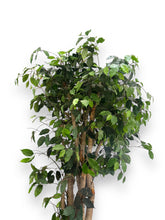 Cargar imagen en el visor de la galería, Ficus Tree in Pot - DeFrenS
