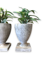 Load image into Gallery viewer, cement garden pot with plant inside
